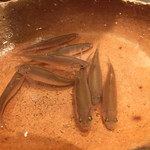 銀座 しのはら - 2017睦月　モロコ