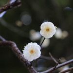 縁側カフェ - お庭にもう梅が咲いていました