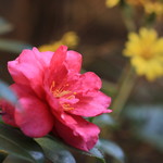 縁側カフェ - 椿もありました