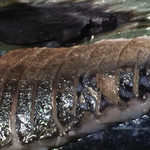 喜怒愛楽 本店 - 