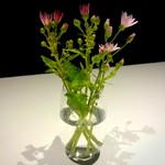 レフェルヴェソンス - テーブルの花