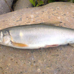 新日本料理 翠祥 - 