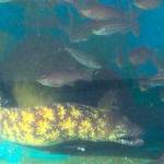 内浦漁協直営 いけすや - いけす