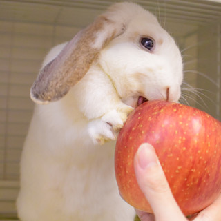 うさぎカフェ うさびび_1