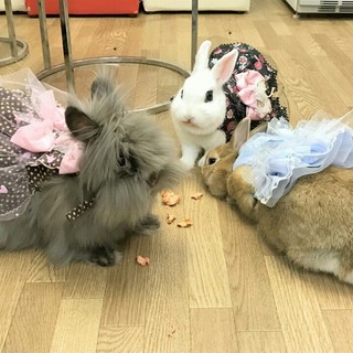 うさぎカフェ うさびび_2