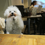 PACE - 今日はお肉ありませんか？