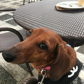 ガレット キャラメルアイスクリーム添え をお試し By Gigi0403 セタビカフェ 旧店名 ボーシャン 用賀 カフェ 食べログ