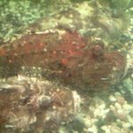 小笠原 - お店の前の生け簀のおこぜ