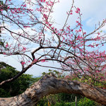 八重岳ベーカリー - 2016.02.08 店前の桜