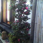 手打ちそば　彩の実 - お店の庭です。