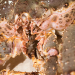 うを徳 - 2017.1 ウラジオストク産タラバガニ2.4キロ