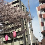 さかなの目玉 - 春には中野通りの桜並木が見えます