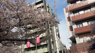 Sakana No Medama - 春には中野通りの桜並木が見えます