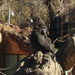 上野動物園　西園食堂 - 