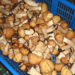 またぎ - 富士山樹海でとれたきのこ