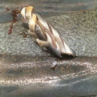 寿司割烹 魚紋 - 