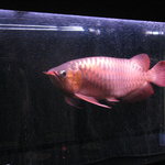 バーコード - 大水槽にはアロワナが優雅に