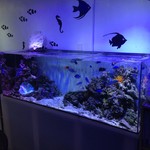 ねこまんまアクア