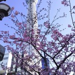 かみむら - お店の近くで早くも桜が咲いていました