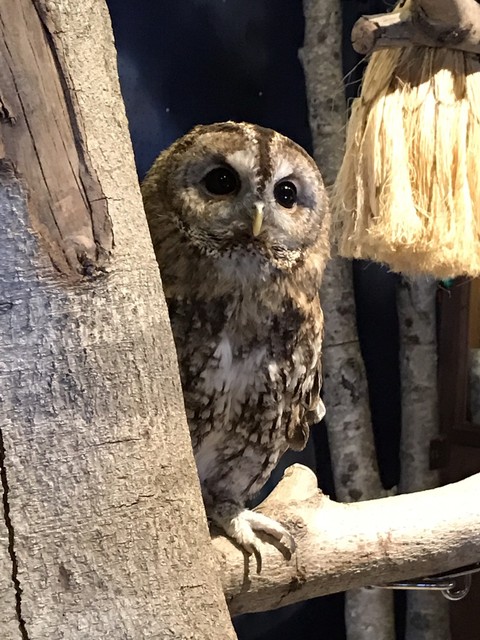 浜松初のフクロウカフェ By じゃんぼうずら 福蔵 ふっくら 浜松市その他 その他 食べログ 浜松初のフクロウカフェ By じゃんぼうずら 福蔵 ふっくら 浜松市その他 その他 食べログ