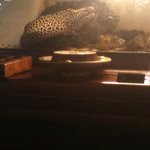 ル・カフェ・ドゥ・グランブルー - 水槽