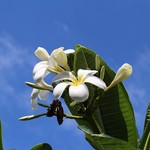 Hyatt Regency Waikiki Beach Resort and Spa - 