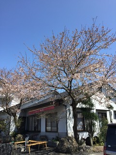 Kyou Bu An - 春は桜が満開