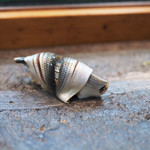 寿司栄 - 静岡産コハダの握り