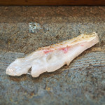 寿司栄 - 能登半島輪島のノドグロ