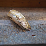 寿司栄 - かんぬき（さよりの別名）の握り