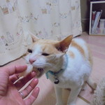 本庄鮮魚センター - 白身も旨い！