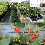 相葉苺園 - 苺狩り40分食べ放題 大人1600円☆彡
            ハウスの苺はとうくん他15種類もあって苺の食べ比べが出来る♪
            苺はそれぞれに甘さや酸味が違ってこんなに差があることにビックリ！どれもそれぞれに美味しかったよ♪