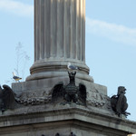 Hotel Giotto Assisi - 教会の上を飛ぶカモメたち