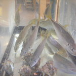 ニュー 水無月 - 水槽にはアジがいます