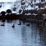 澤の露本舗 - 小樽運河クルーズ④；北運河に集うシノリガモ．左手にはマガモも数羽いました @2017/02/04