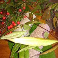 山ごぼう - 
