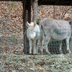 Il Ristorante Palazzo Gaddi - 元気で長生きしてね・・♡