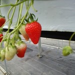 こうちく男爵いちご園 - 