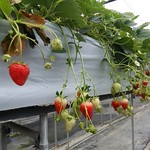 こうちく男爵いちご園 - 