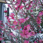 梅の花 - 今朝 写した梅の花♪