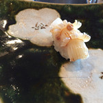 鮨おおね田 - ヤリイカ