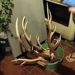 ビートイート - 鹿の角