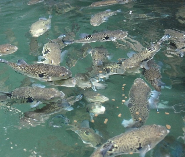 みづ乃 那珂川町その他 ふぐ 食べログ