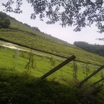 ココ・ファーム・カフェ - 葡萄畑