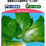ジャム cafe 可鈴 - こちらが超極早生のミニ白菜、レタサイ。