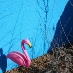 コウジ サンドイッチ - フラミンゴ