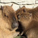 伊豆シャボテン公園 おみやげ館 - カピバラの親子