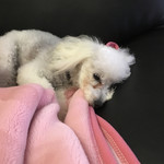 旬美にしかわ - 疲れて眠そう…ほとんど寝てます