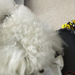 旬美にしかわ - なかなか写真を撮らせてくれません