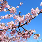 Tomo Ei - 店舗横の公園では河津桜が満開☆
